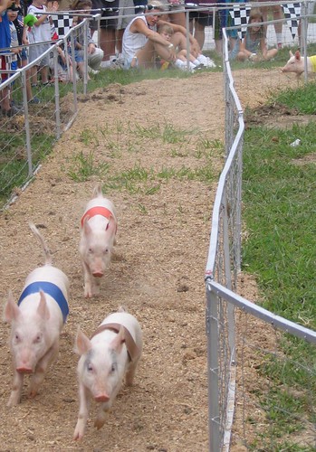 1st pig race